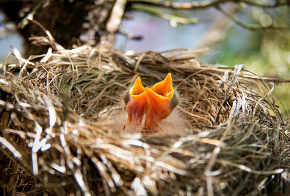 Photo by Mohan Nannapaneni: https://www.pexels.com/photo/brown-bird-on-brown-nest-6959441/
